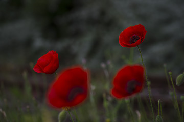 Field of poppies