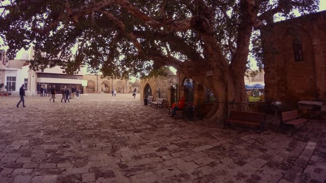 Ficus Sycomorus 1299 and ancient buildings in the center of Famagusta