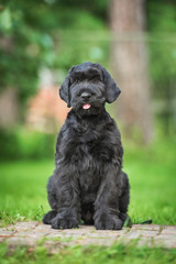 Giant schnauzer puppy sitting in the yard