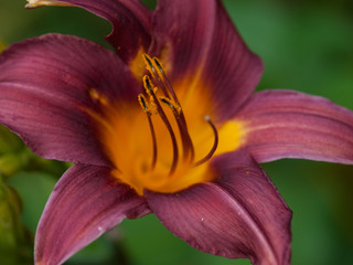 Daylily