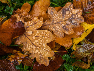 Brown oak leaves with rain drops in Autumn