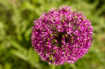 Pink round flower isolated on green background, Allium giganteum