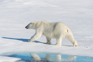 Polar bear on the pack ice © Alexey Seafarer