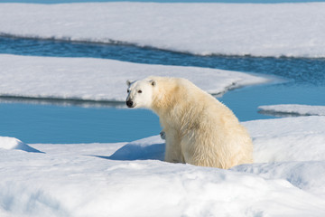 Obraz na płótnie Canvas Polar bear laying on the pack ice