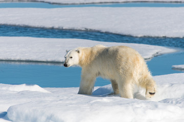Polar bear on the pack ice
