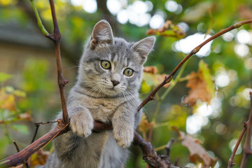 Naklejka na ściany i meble Gray cat on tree