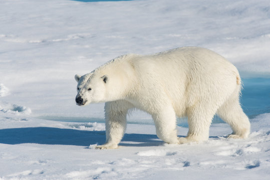 Polar bear on the pack ice