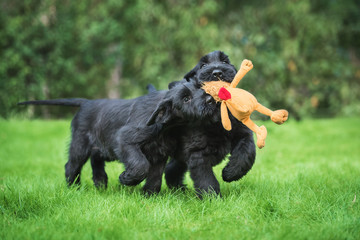 Giant schnauzer puppies playing with a toy