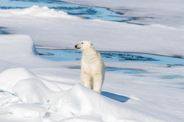 Polar bear sitting