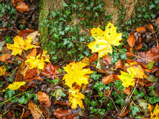 Yellow maple leavesand ivy on a tree trunk