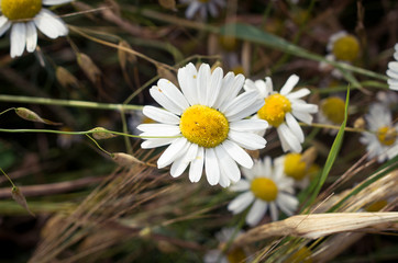 Camomile flowers on the meadow sunny day