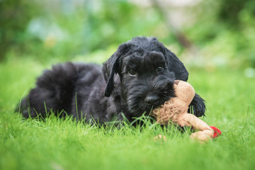 Giant schnauzer puppy playing with a toy