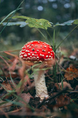 Single red fly agaric mushroom in the forest
