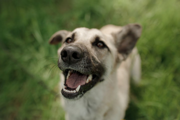 Dog breed walking on the nature