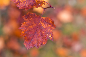 Red autumn leaves against blurred colorful background