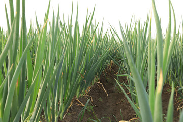 Obraz premium green Chinese onion crops in growth at field