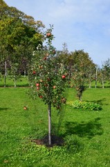 Fototapeta premium Rote Äpfel hängen reif am Apfelbaum Apfelbäume
