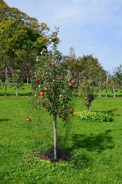 Rote Äpfel hängen reif am Apfelbaum Apfelbäume