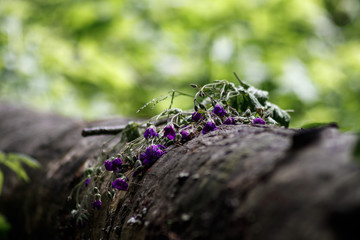 dying plant on the trunk of a fallen tree