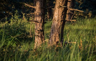 Dutch woods in the sunset