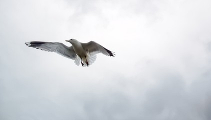 Close image of a dutch feathered bird