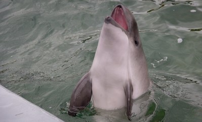 Dolphin opens its mouth
