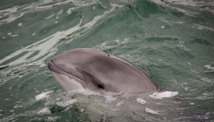 Dolphin opens its mouth