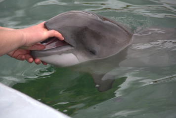 Dolphin opens its mouth