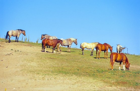 Herde von acht Pferden auf einer kargen Weide auf einem H&uuml;gel, blauer Himmel, Insel Hiddensee vor R&uuml;gen, Mecklenburg-Vorpommern, Deutschland, Europa