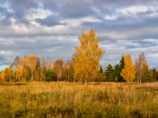 Bright colors of Golden autumn.