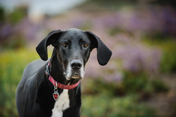 Black and white Great Dane dog portrait