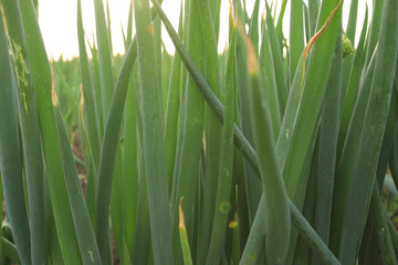 green Chinese onion crops in growth at field