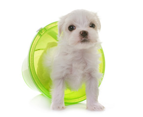puppy maltese dog