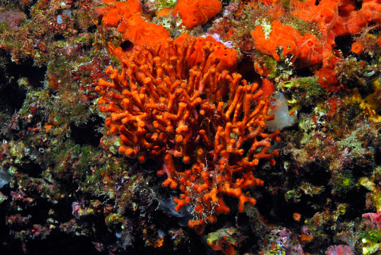 Myriapora truncata 787, falso coral