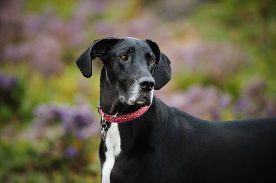 Black and white Great Dane dog in field with purple flowers