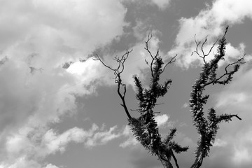 Alpine winter tree with furry branches against sky with clouds black and white (monochrome).