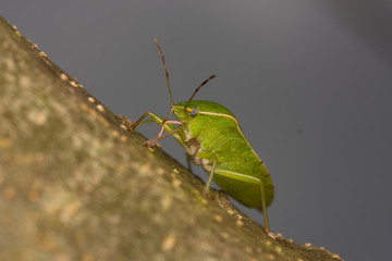 cimicidea