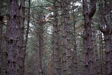 Autumn trees in a beautiful forest straight tall trunks without branches covered with bark in the evening at dusk
