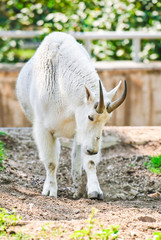 White Rocky Mountain goat (Oreamnos americanus). Male