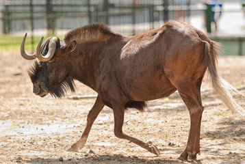 The black wildebeest or white-tailed gnu (Connochaetes gnou)