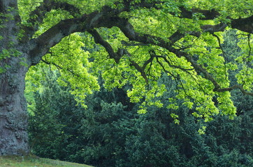 Oak tree in Hamburg