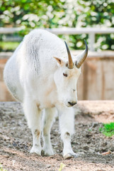 White Rocky Mountain goat (Oreamnos americanus). Male