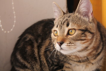Cute little red kitten sleeps on fur white blanket