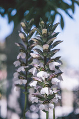 brunch with white flowers