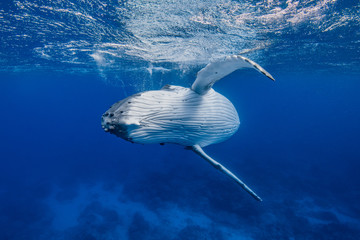 virage de baleine