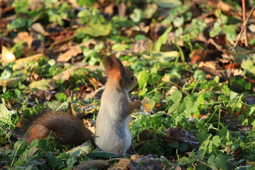 cute squirrel in the park