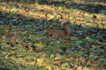 cute squirrel in the park