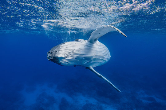 virage de baleine