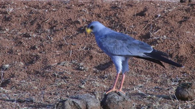 A pale or eastern chanting goshawk standing on elephant poop