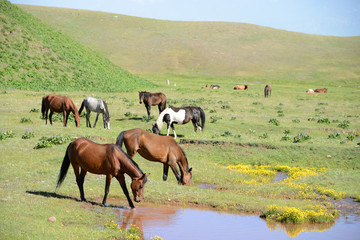 Fototapeta na wymiar Free running horses, Pamir Mountain Range, Kyrgyzstan